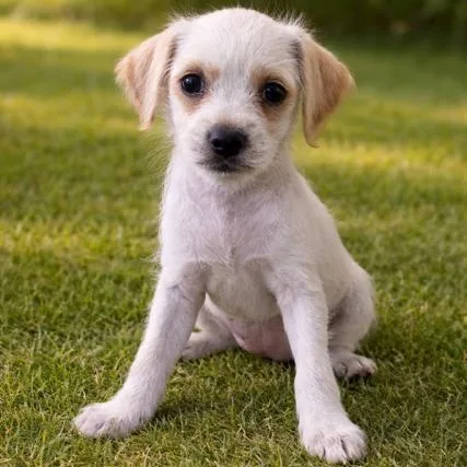 A baby small-sized female Yellow / Tan / Blond / Fawn Terrier dog named Maisie for adoption in Torrance, CA