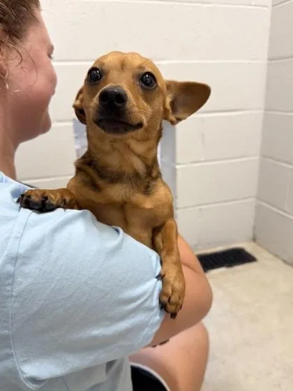 An adult small-sized male Mixed Breed dog named Mickey for adoption in Manteo, NC