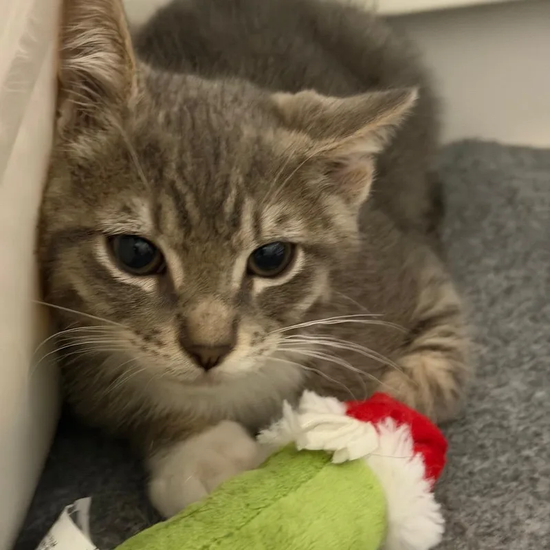 A baby small-sized male Brown / Chocolate Domestic Short Hair cat named Boon for adoption in Hampton Bays, NY