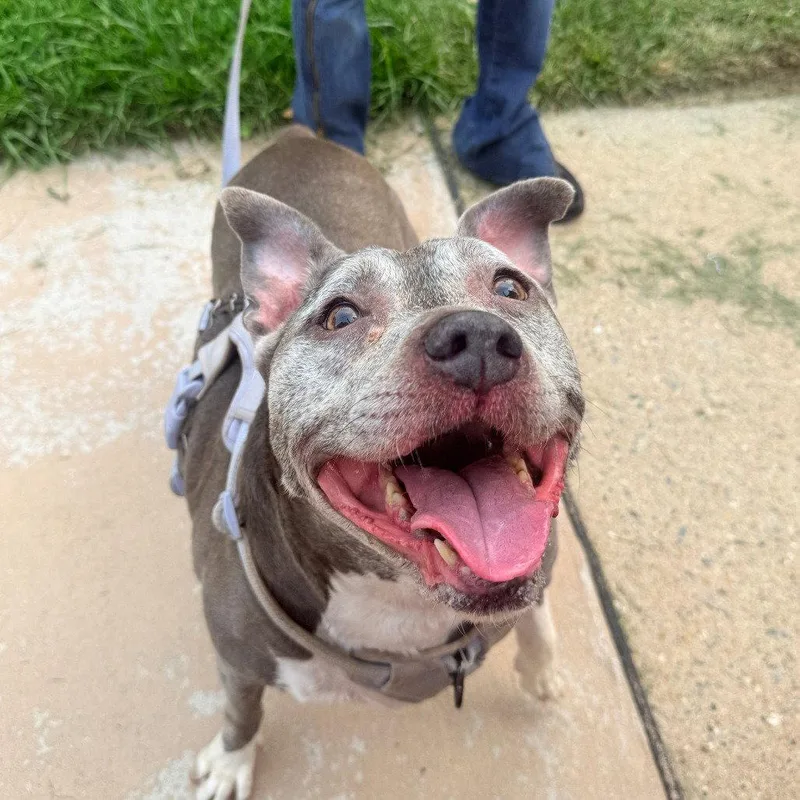 An adult medium-sized male Mixed Breed dog named Azul for adoption in New Castle, DE