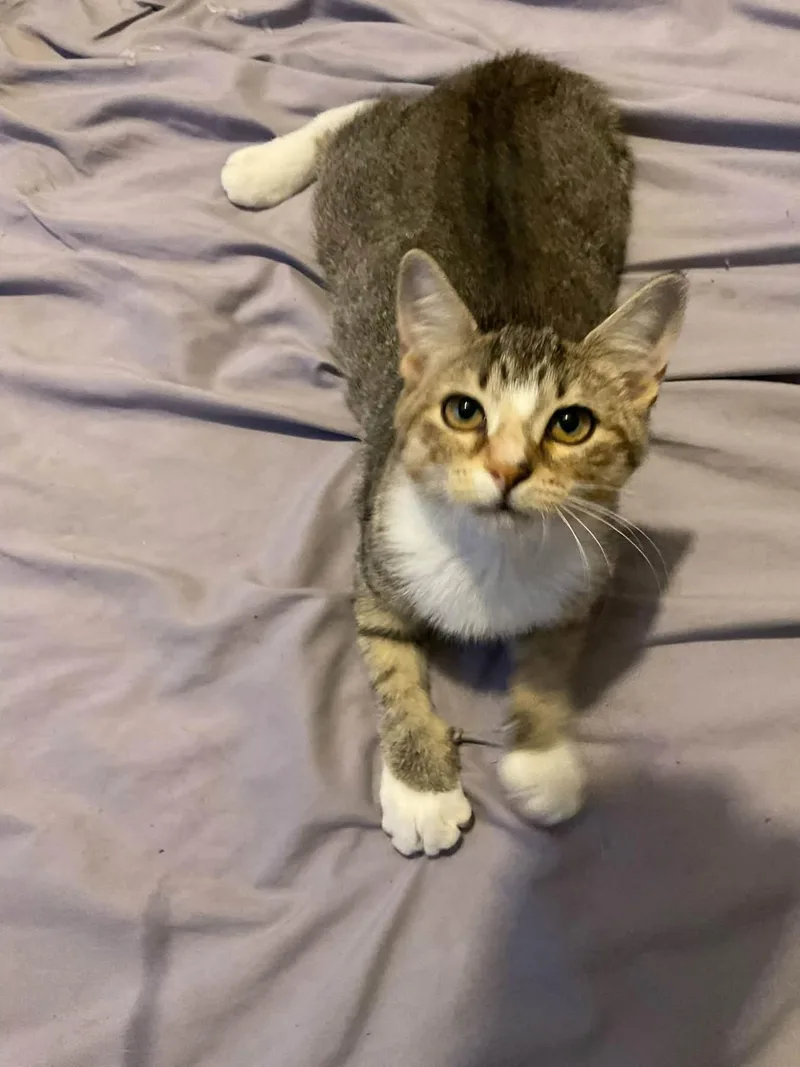 A baby medium-sized female Domestic Short Hair cat named Samantha for adoption in Oviedo, FL