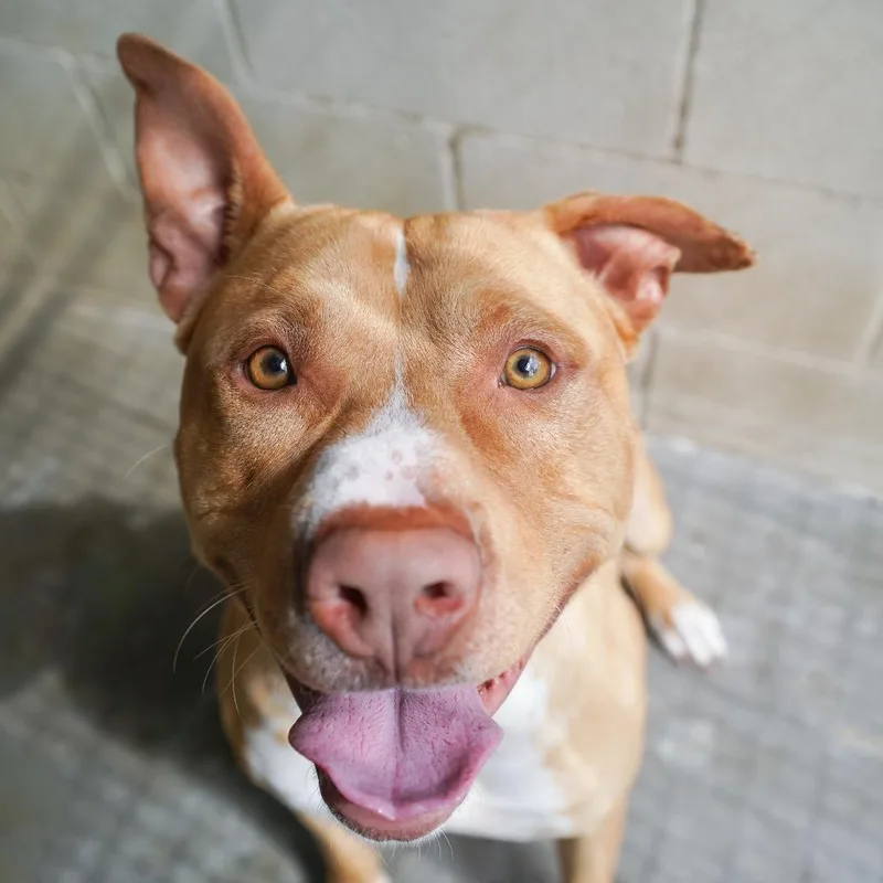A young large-sized male Golden American Staffordshire Terrier dog named Thaddeus for adoption in Kansas City, KS