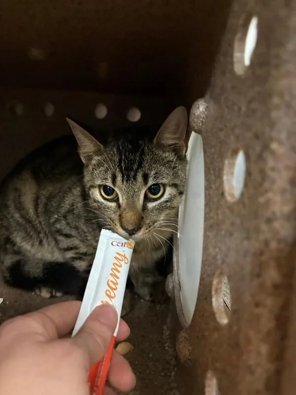 An adult medium-sized male Domestic Short Hair cat named Jiggles for adoption in Saint Charles, MO