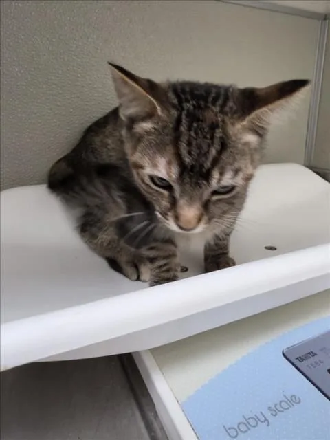 A baby small-sized female Domestic Short Hair cat named Bubbles for adoption in Tracy, CA