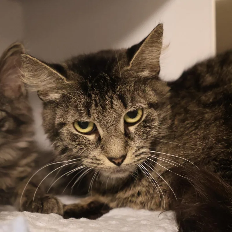 Mystery bonded to Pooh