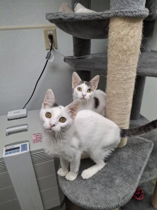 A baby medium-sized female Domestic Short Hair cat named Dana AND Dorothy for adoption in Gonic, NH