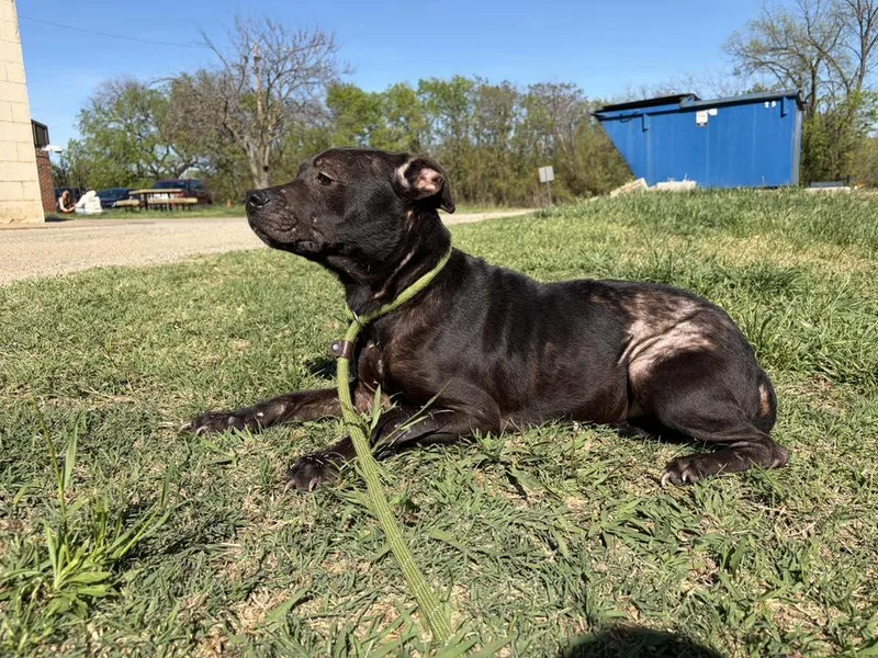 An adult medium-sized female Pit Bull Terrier dog named Winnifred for adoption in Stillwater, OK