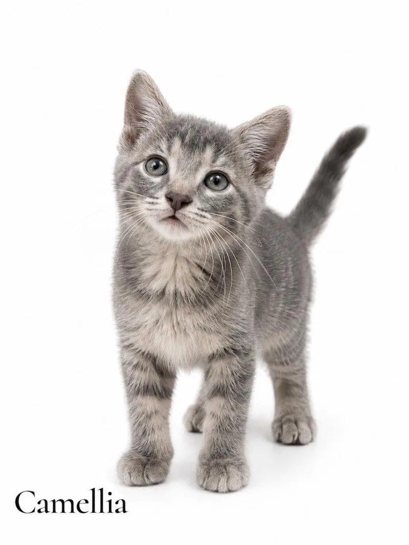 A baby medium-sized female Tabby (Gray / Blue / Silver) Domestic Short Hair cat named Camellia for adoption in Stevensville, MI