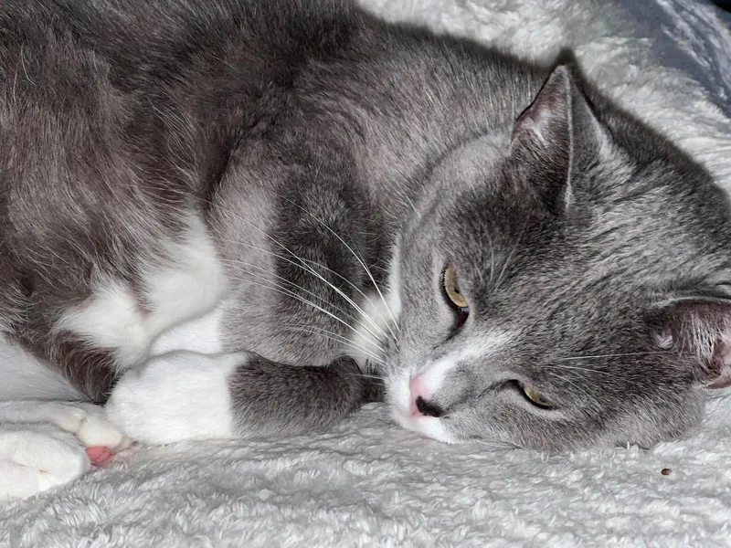 An adult medium-sized male Russian Blue cat named Mulan for adoption in Oxford, MS