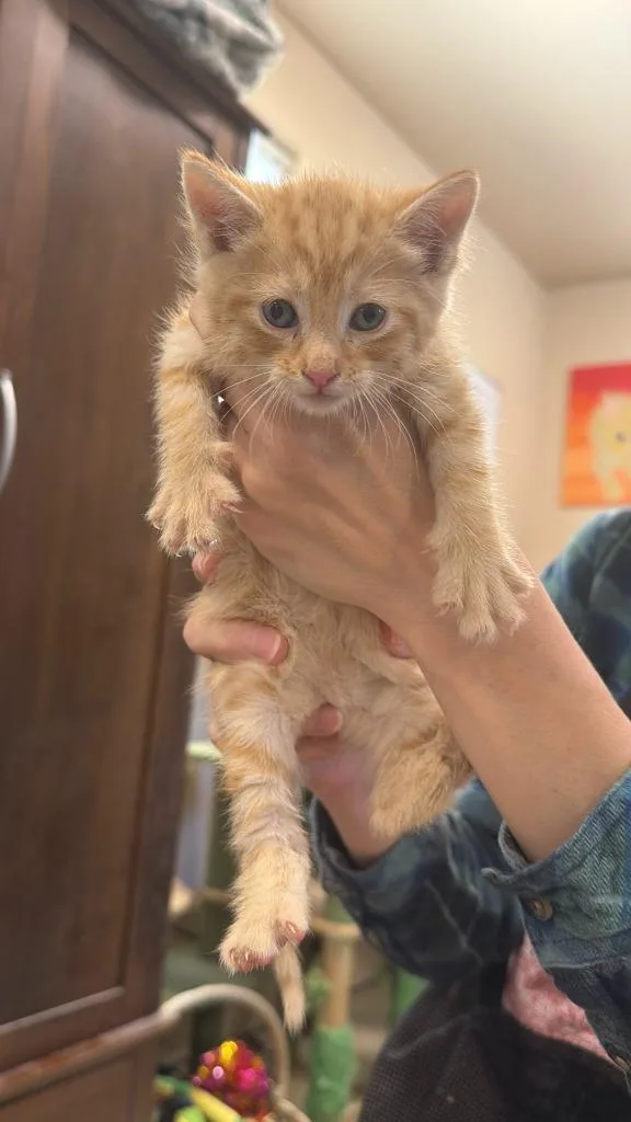 A baby small-sized male Domestic Short Hair cat named Cornbread for adoption in La Verkin, UT
