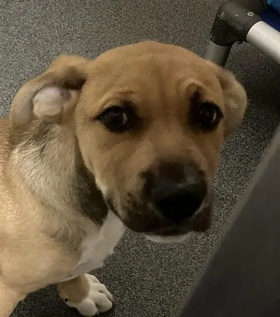 A baby large-sized male Mixed Breed dog named Odie for adoption in Dallas, TX