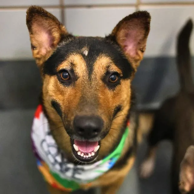 A young medium-sized male German Shepherd Dog dog named Rocko for adoption in San Antonio, TX