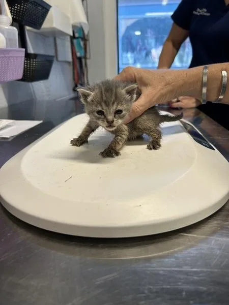 A baby small-sized female Domestic Short Hair cat named Makita for adoption in Mobile, AL