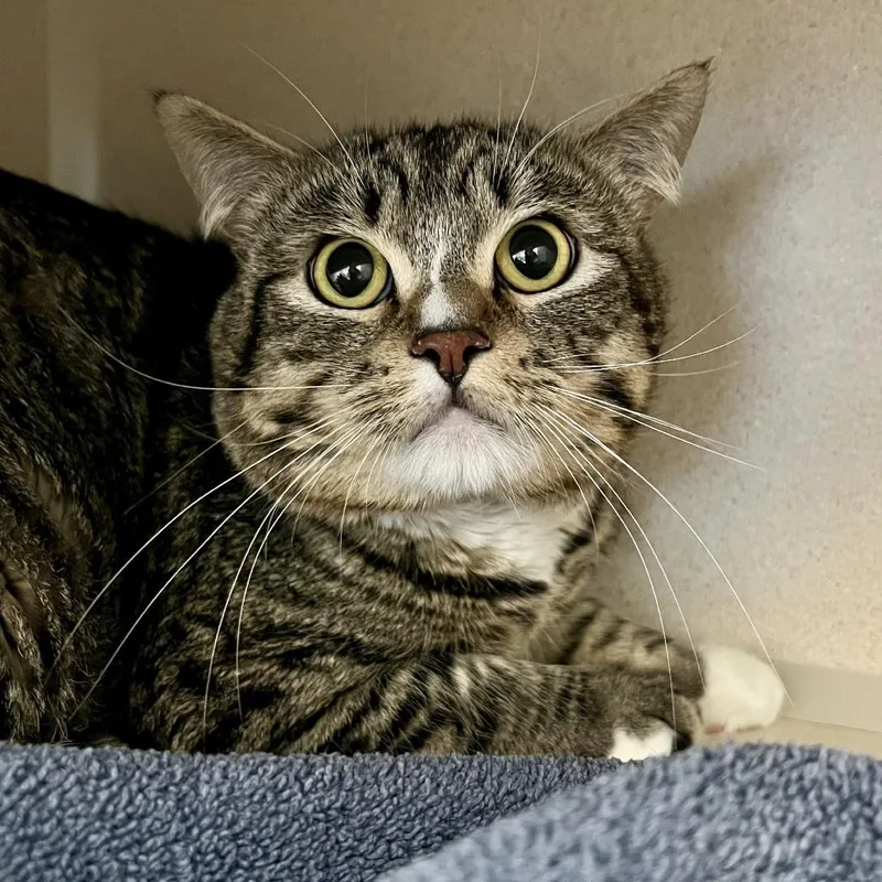 An adult large-sized male Brown / Chocolate Domestic Short Hair cat named Peculiar Purple Pieman for adoption in Tacoma, WA
