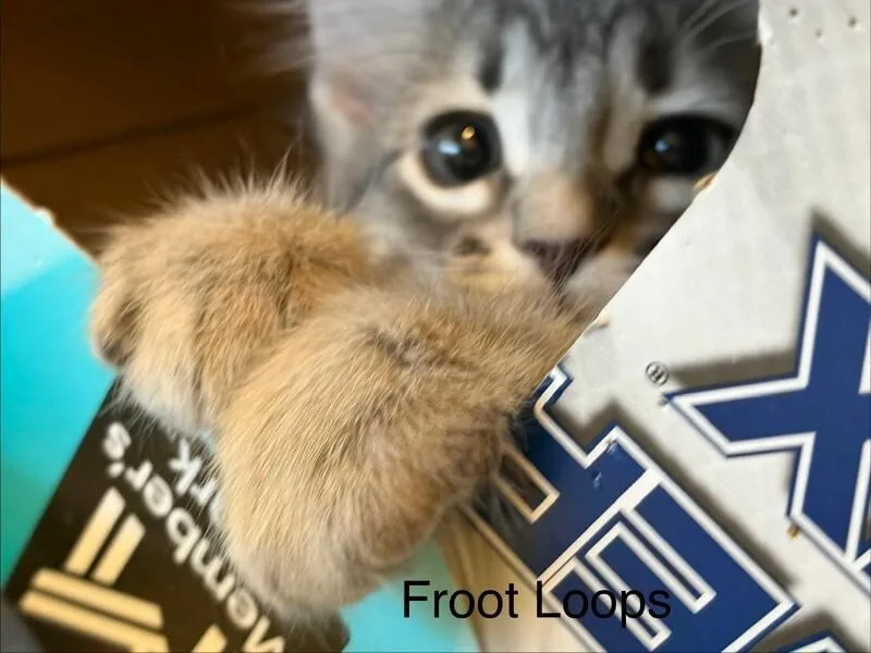 Froot Loops