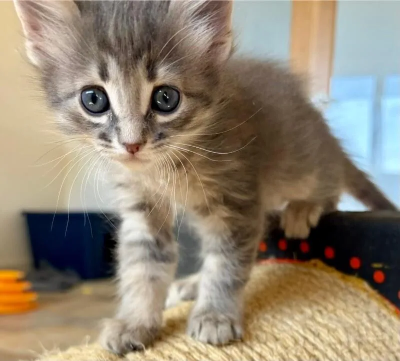 Froot Loops thumbnail 6