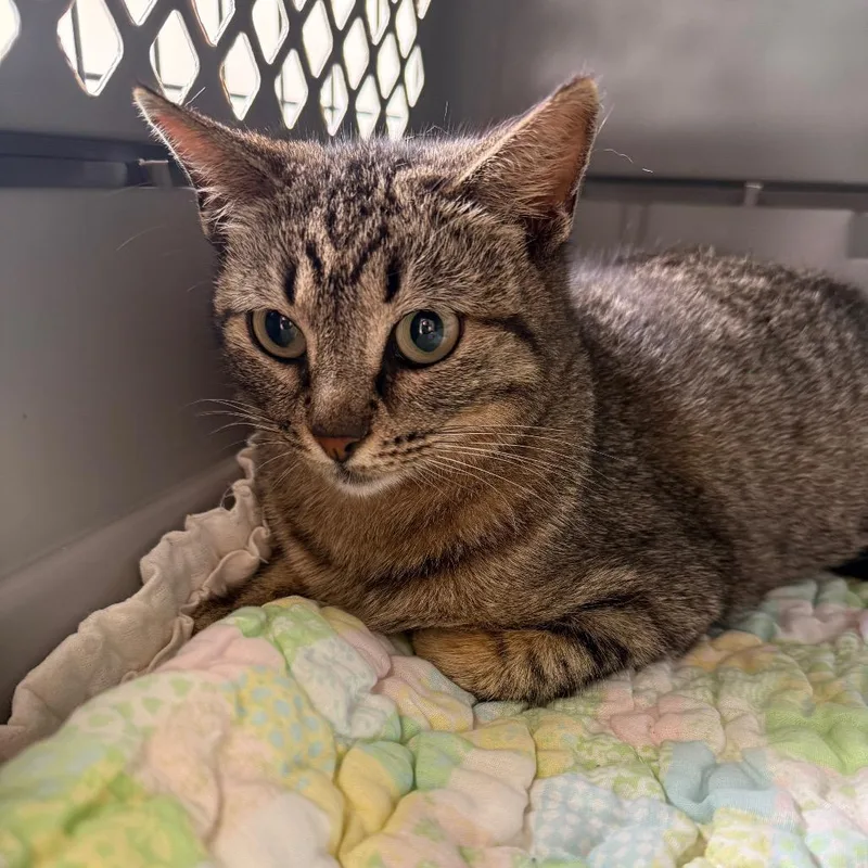 A young medium-sized female Brown / Chocolate Domestic Short Hair cat named Maggie for adoption in Houston, TX
