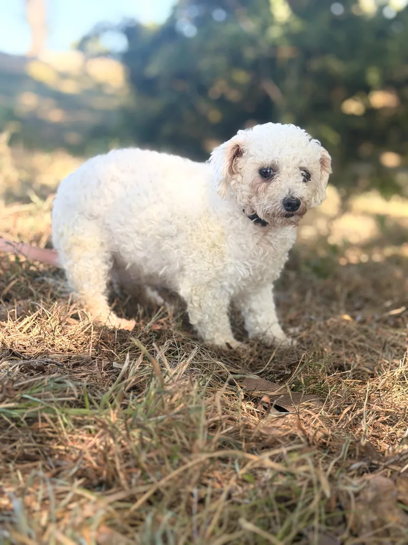A young small-sized female White / Cream Bichon Frise dog named Daphne for adoption in Gradyville, KY
