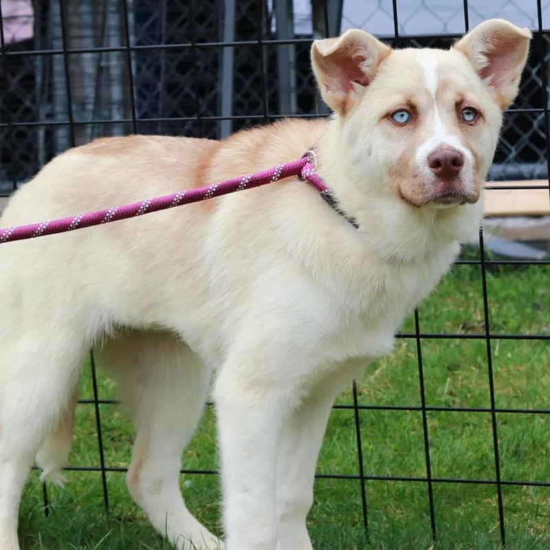 A baby large-sized female Brown / Chocolate Husky dog named Ct Selene for adoption in Eastford, CT