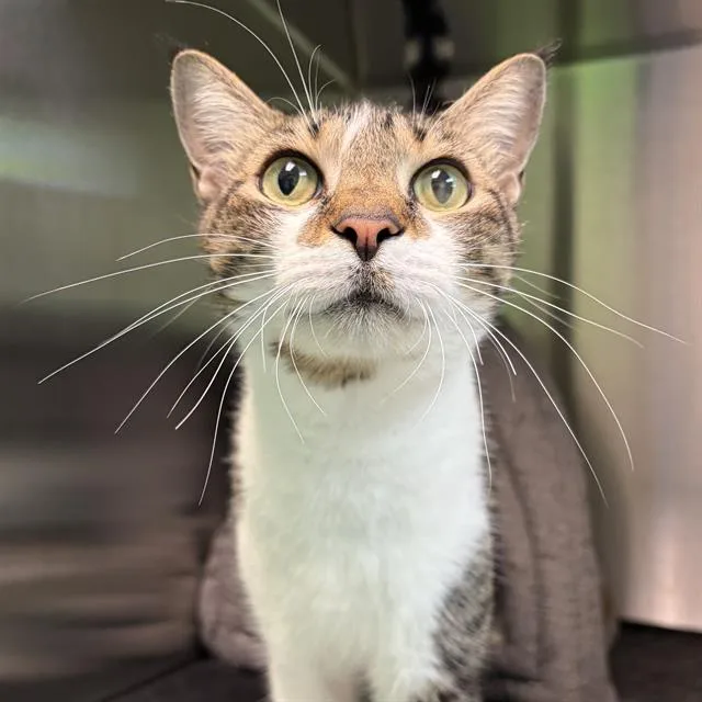 An adult small-sized male Domestic Short Hair cat named Dornoch for adoption in Centerville, MA