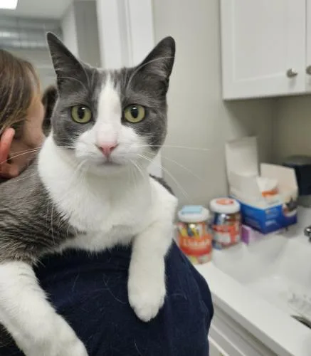 An adult medium-sized female Domestic Short Hair cat named Rowdy for adoption in Webster, MA
