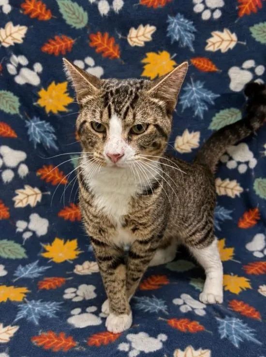A young medium-sized male Domestic Short Hair cat named Cosmo for adoption in Kingsland, GA