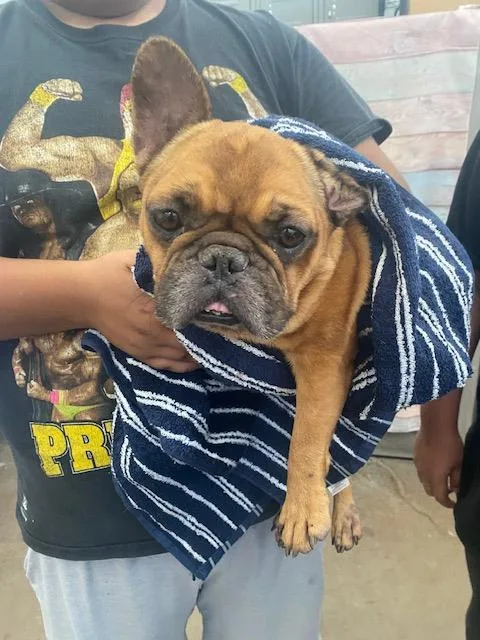 An adult medium-sized male Mixed Breed dog named Buster for adoption in Dallas, TX