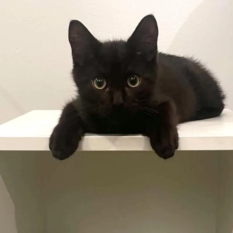 A baby small-sized male Domestic Short Hair cat named Peanut for adoption in Miami, FL