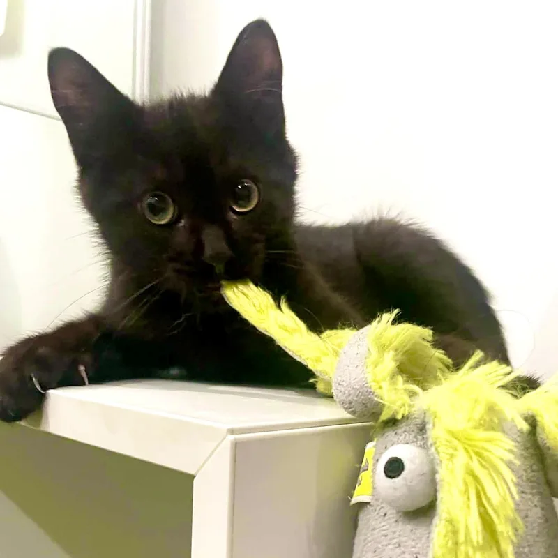 Peanut thumbnail 2