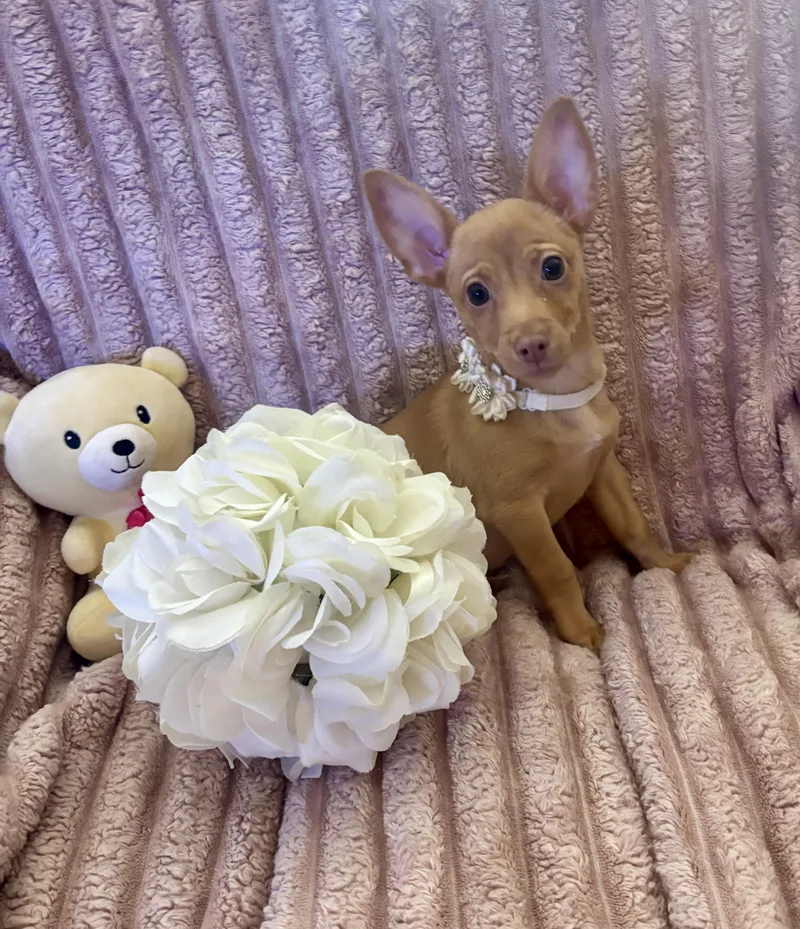 A baby small-sized female Red / Chestnut / Orange Chihuahua dog named Nebula for adoption in Corona, CA
