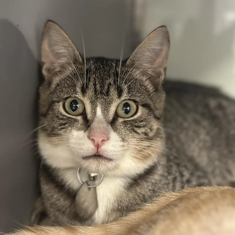 A baby small-sized male Gray / Blue / Silver Domestic Short Hair cat named NCR Cap'n Crunch for adoption in Port Washington, NY