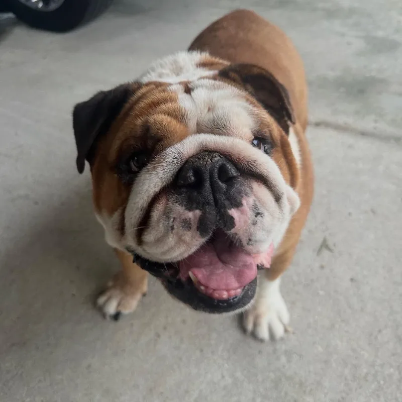 A senior large-sized male Yellow / Tan / Blond / Fawn English Bulldog dog named Chopper for adoption in New Orleans, LA