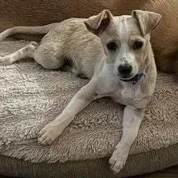 A baby small-sized male Chihuahua dog named Graham Cracker for adoption in Winder, GA