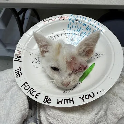 A baby small-sized male White Domestic Medium Hair cat named Jedi for adoption in Lynchburg, VA