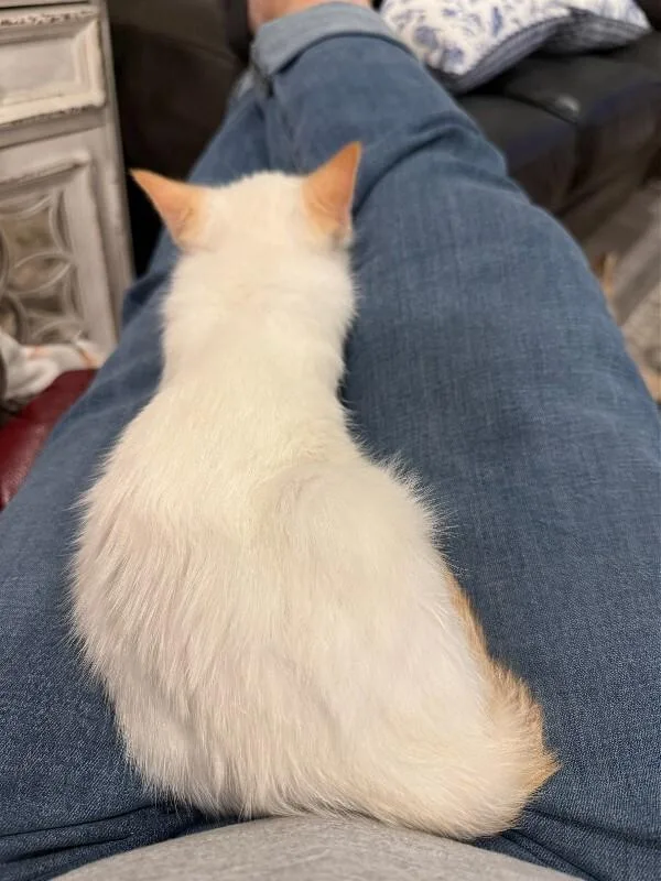 Daffodil thumbnail 2