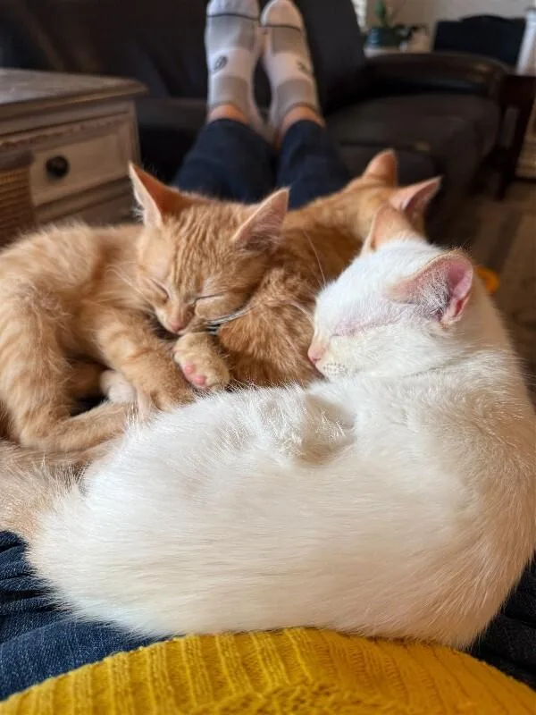 Daffodil thumbnail 3