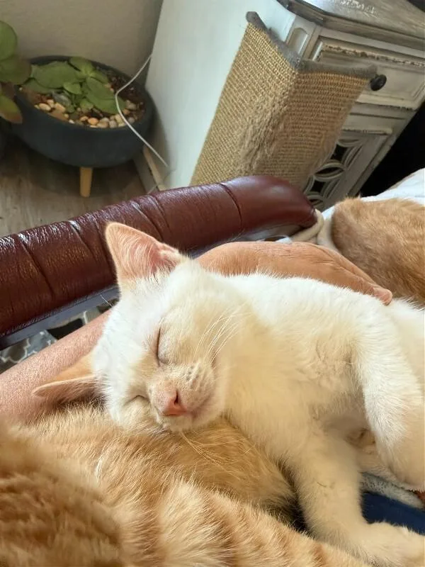 Daffodil thumbnail 4