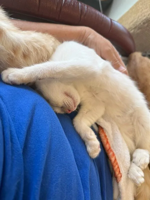 Daffodil thumbnail 5