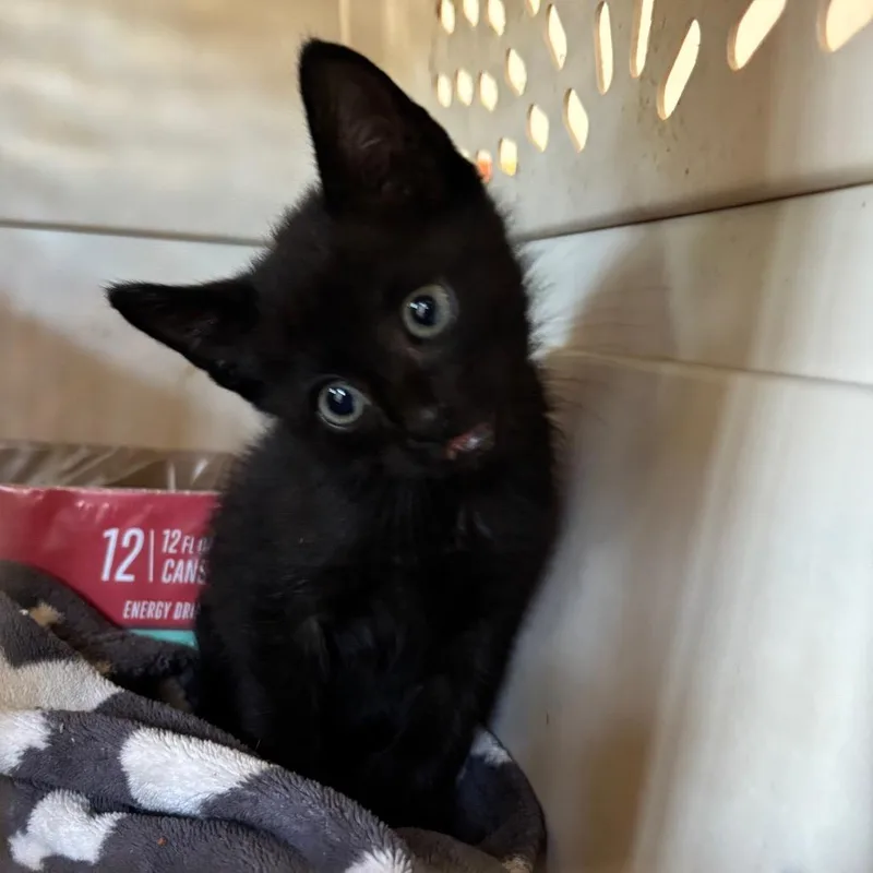 A baby small-sized male Black Domestic Short Hair cat named Valentino for adoption in Columbia, MO