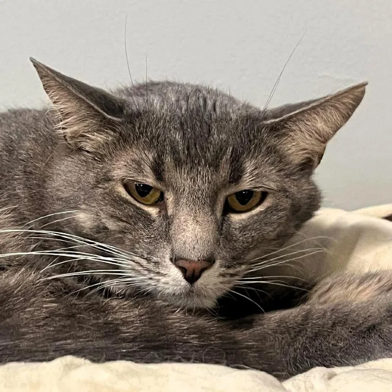 Sebastian