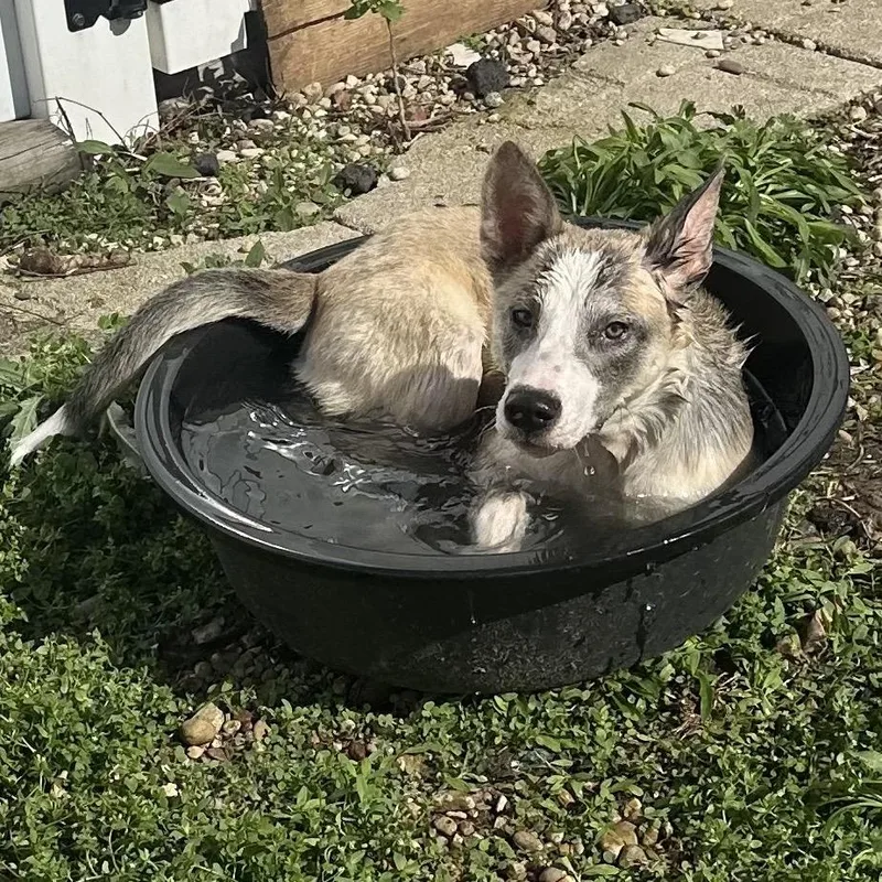 A young large-sized female Husky dog named Wendy for adoption in Mokena, IL