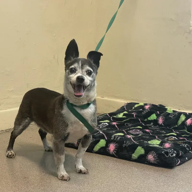 A senior small-sized male Black Chihuahua dog named Don Quixote for adoption in Pasadena, CA