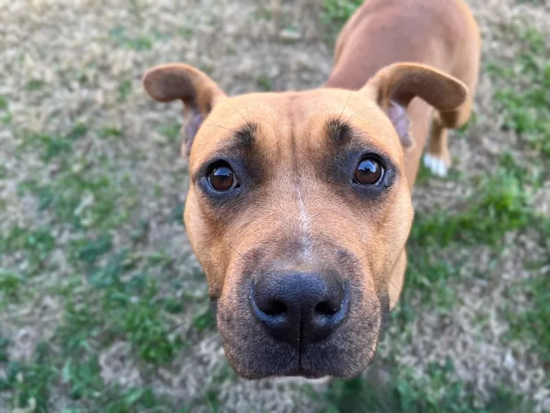 Franny A thumbnail 3