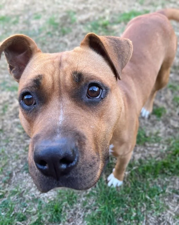 Franny A thumbnail 4