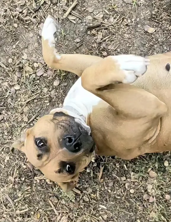 Franny A thumbnail 5