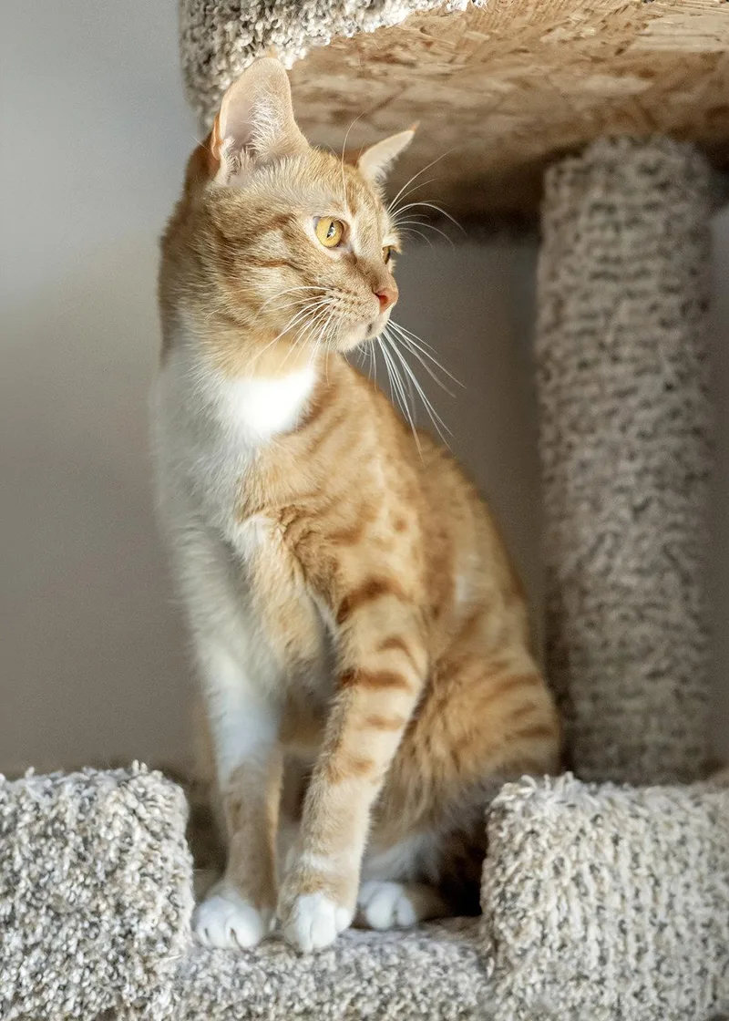 An adult medium-sized male Orange & White Domestic Short Hair cat named Shafi for adoption in Buford, GA