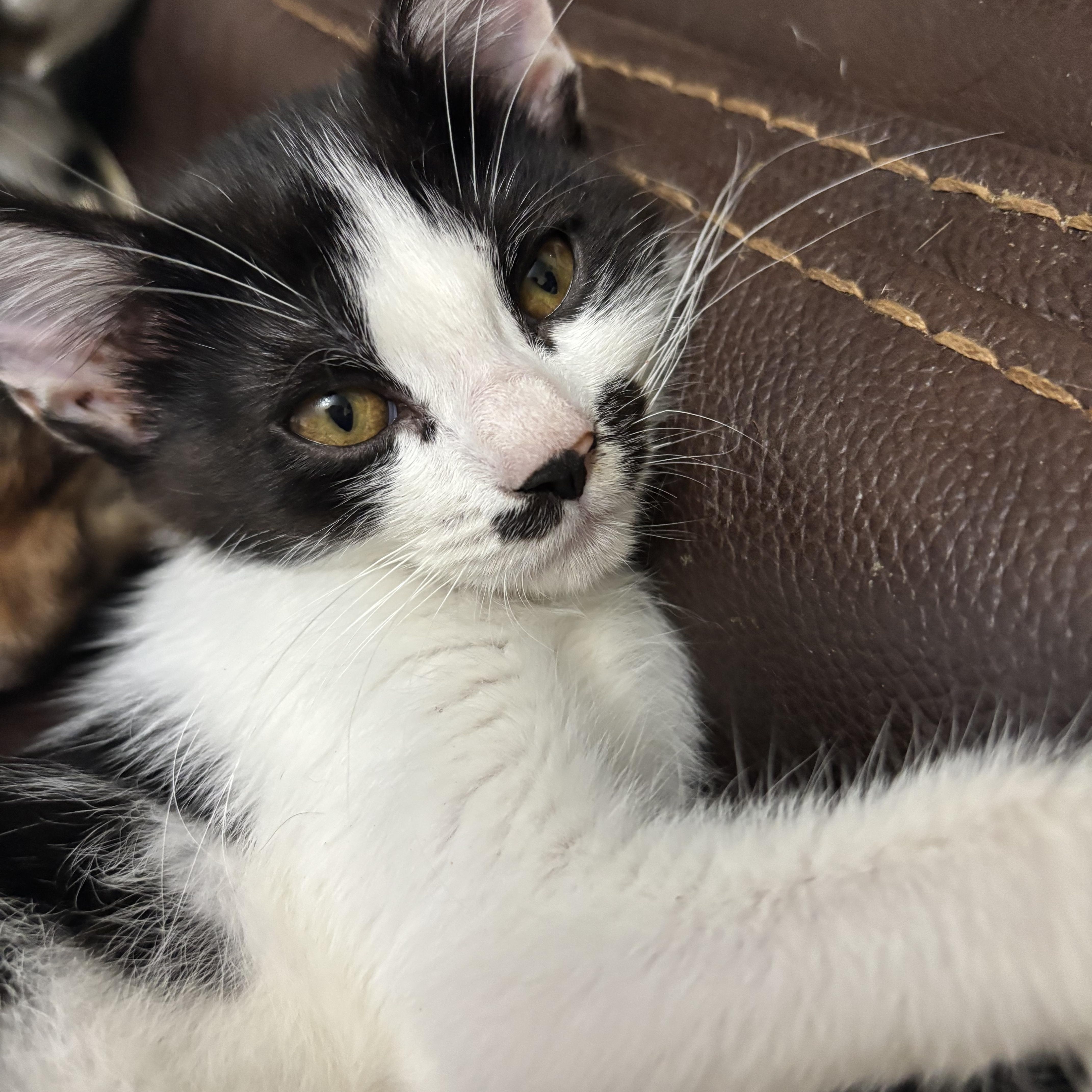 A baby small-sized female Black & White / Tuxedo Domestic Short Hair cat named Mancha for adoption in Johnson City, TN