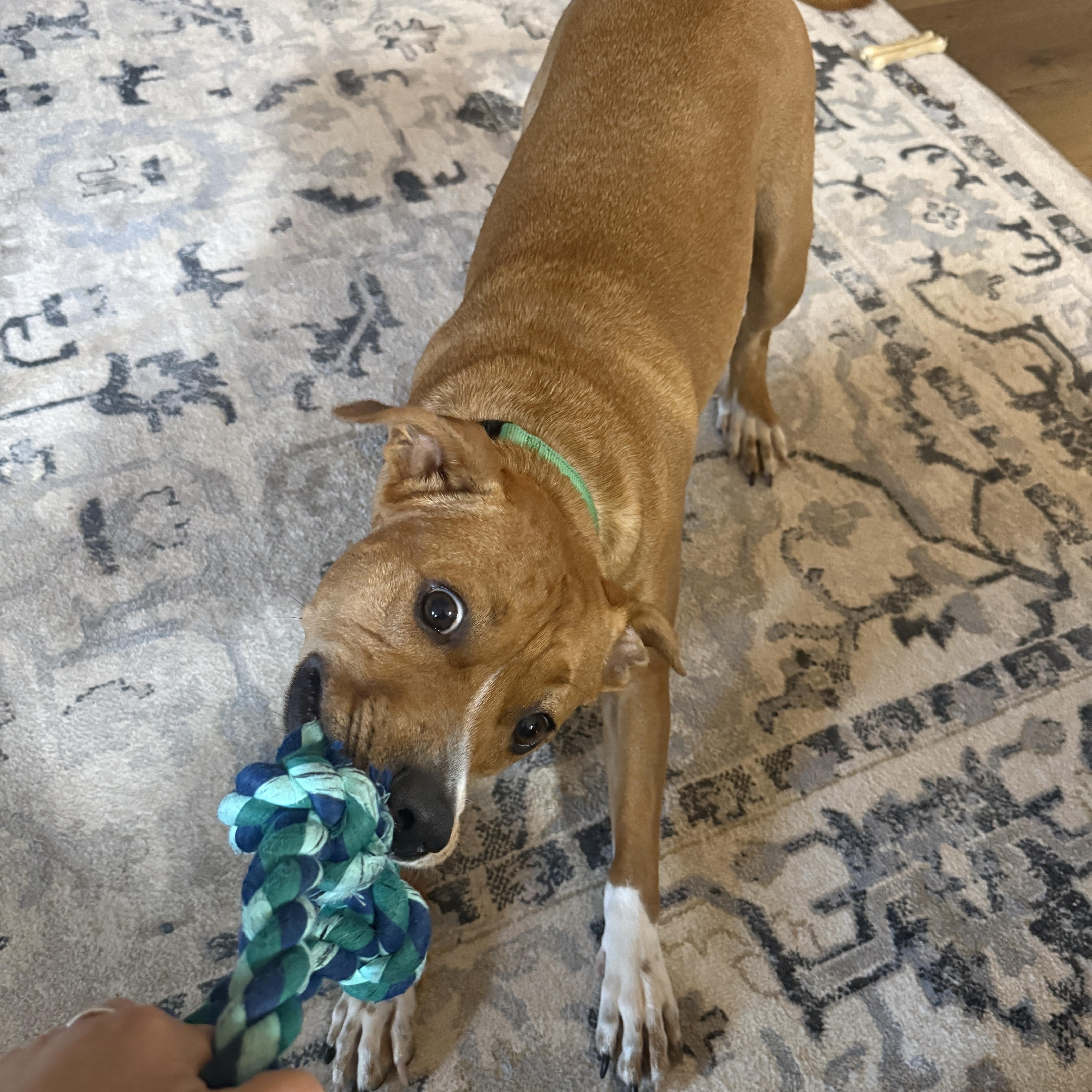 An adult medium-sized male Red / Chestnut / Orange Pit Bull Terrier dog named Ned…..best Dog Ever!!! for adoption in Cantonment, FL