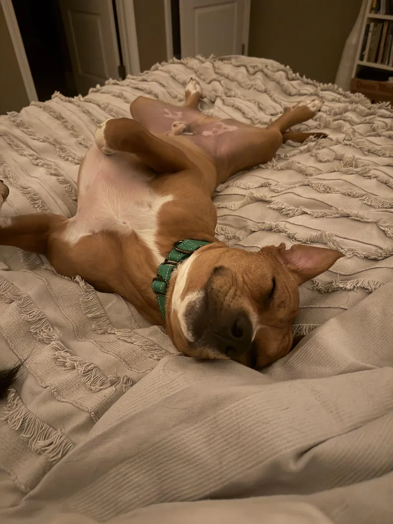 Ned…..best Dog Ever!!! thumbnail 2