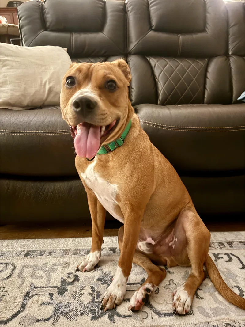 Ned…..best Dog Ever!!! thumbnail 3